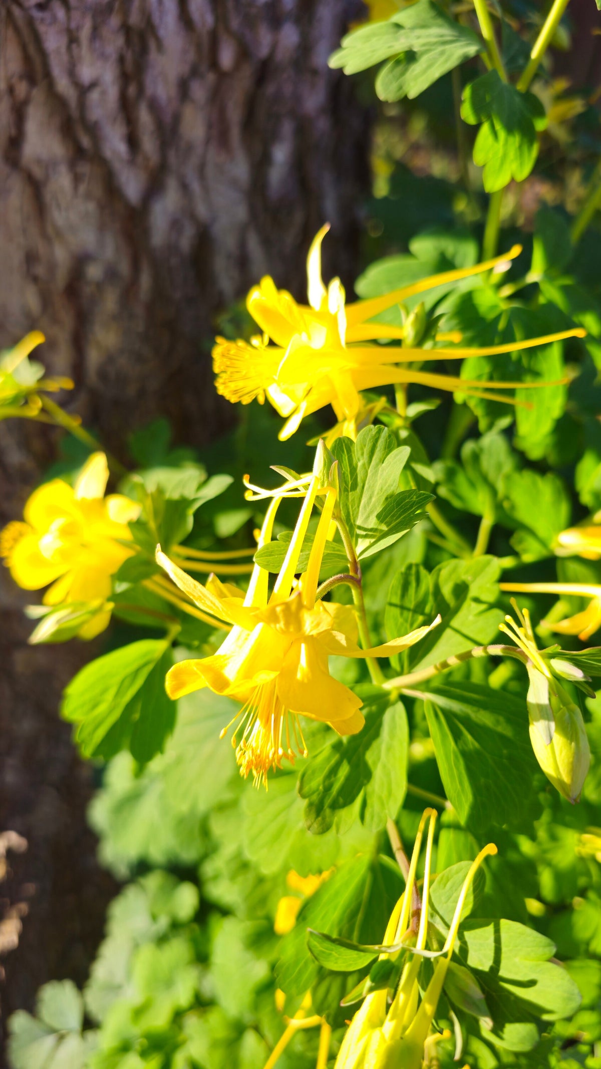 Texas Gold Columbine Native Seeds (Aquilegia chrysantha var. hinckleyana)