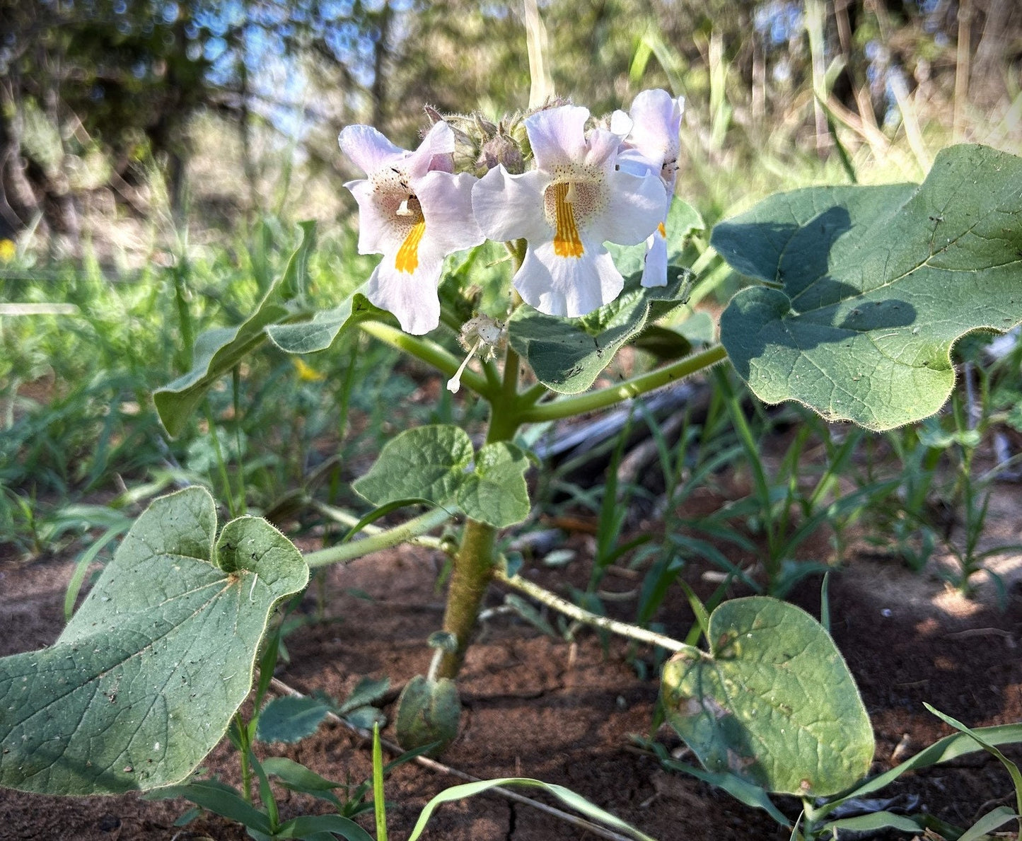 Devil's Claw Native Seeds (Proboscidea louisianica)