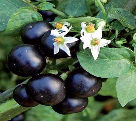 Garden Huckleberry (Solanum melanocerasum)