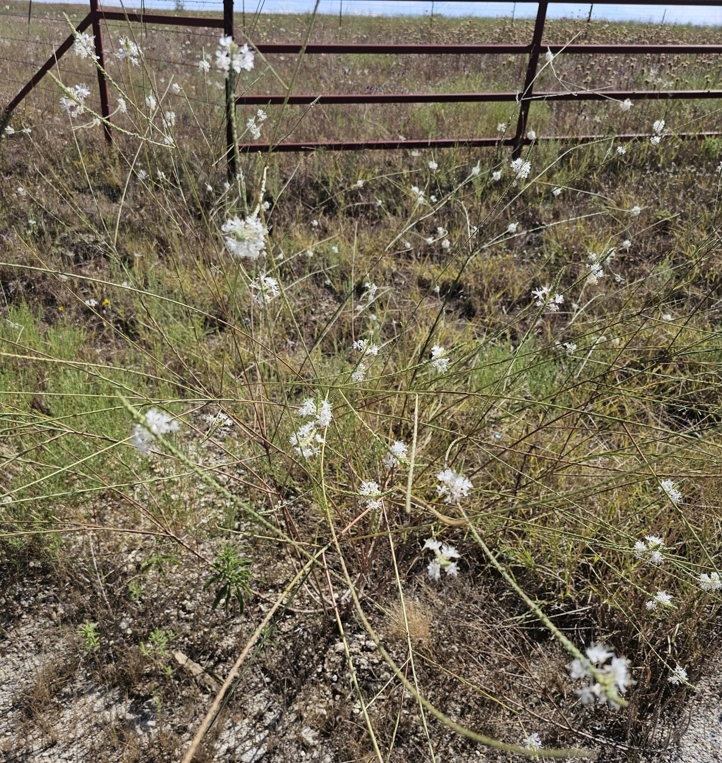 False Guara Native Seeds (Oenothera glaucifolia)