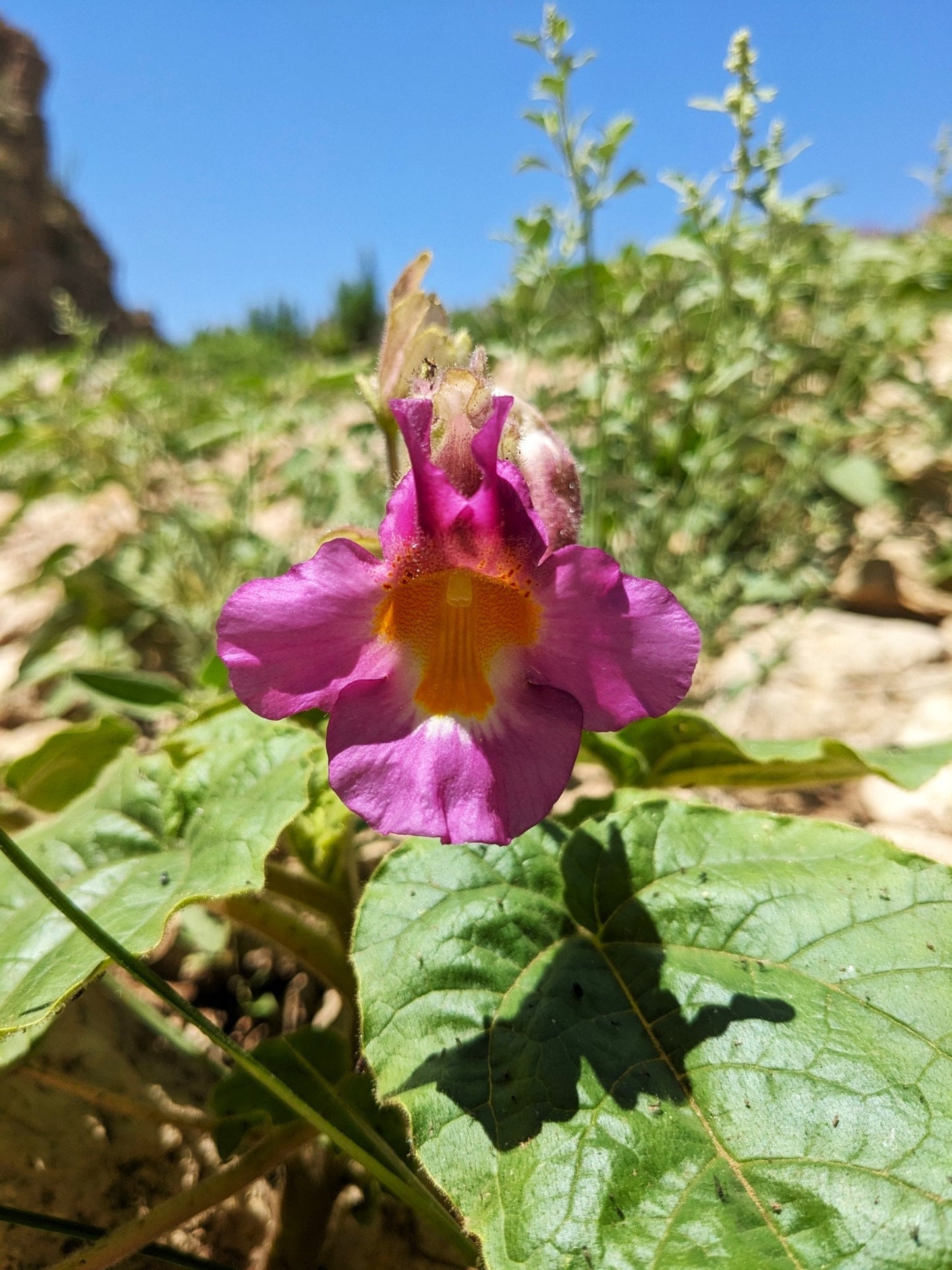 Devil's Claw Native Seeds (Proboscidea louisianica)