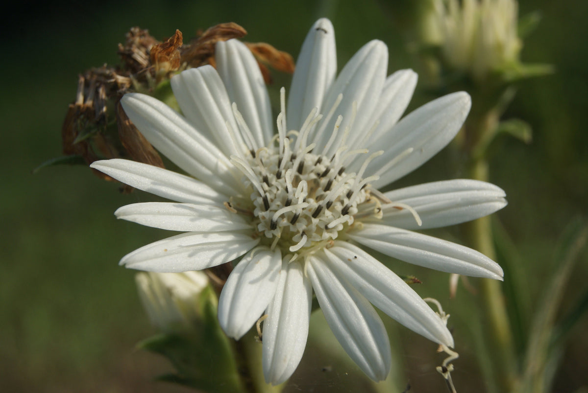 Texas White Rosinweed Native Seeds (Silphium albiflorum)