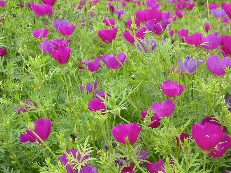 Tall Poppy Mallow Native Seeds (Callirhoe leiocarpa)
