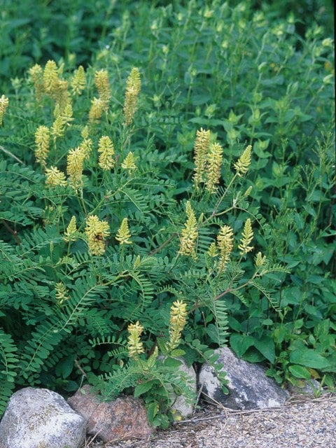 White Milkvetch Native Seeds (Astragalus canadensis)