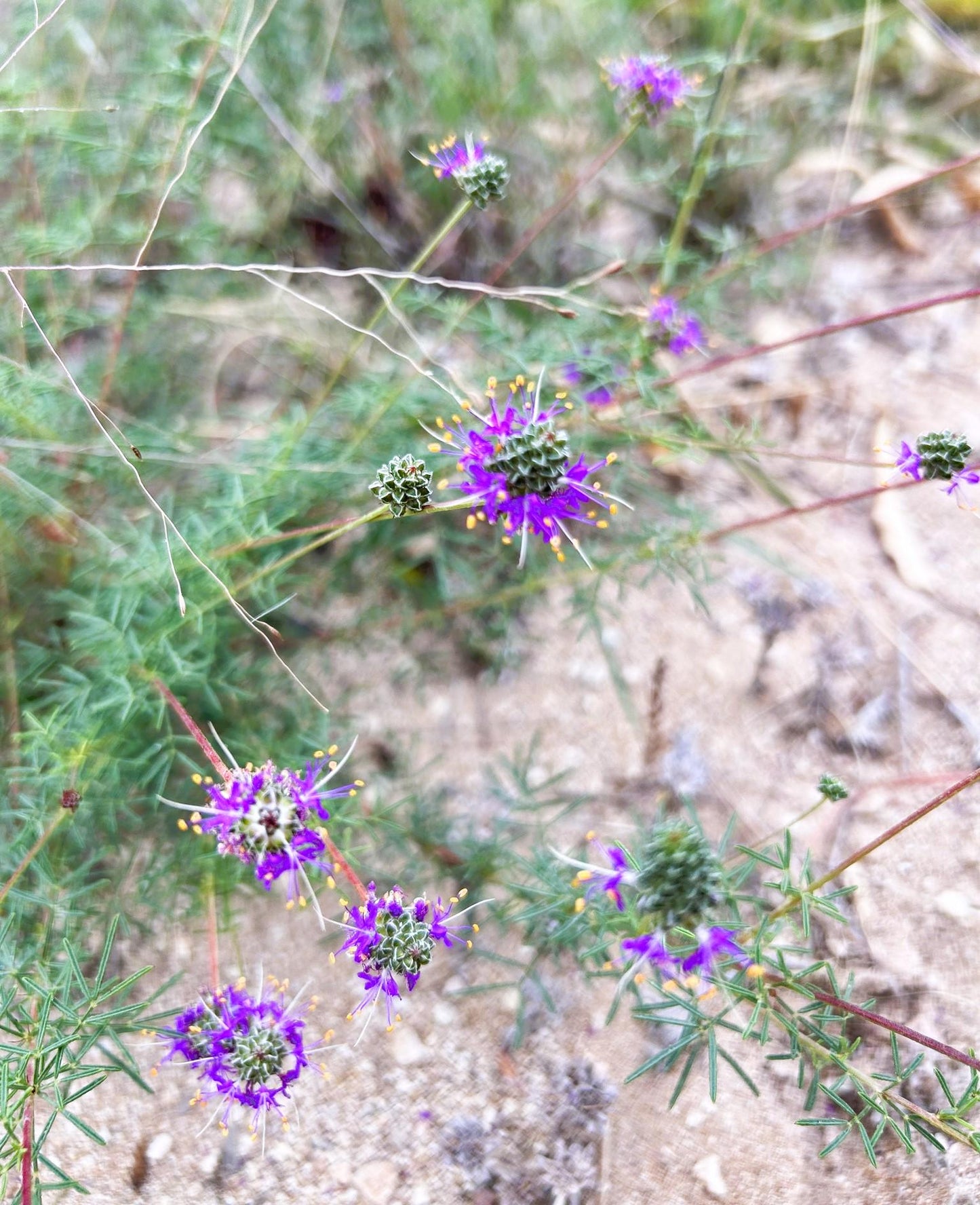 Slender Prairie Clover Native Seeds (Dalea tenuis)