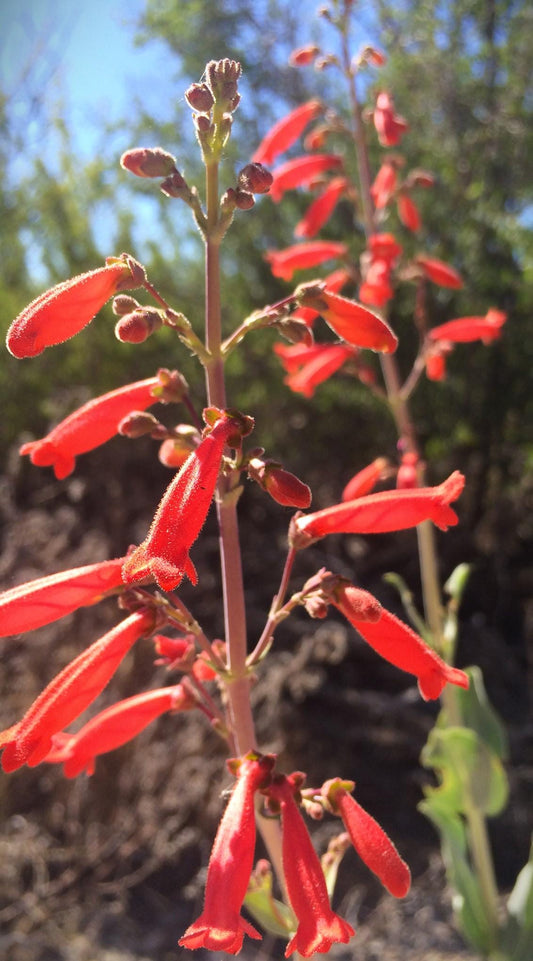 Big Bend Penstemon Rare Seeds(Penstemon havardii)
