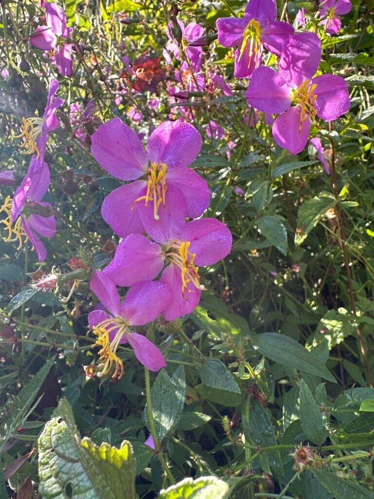 Meadow Beauty Native Seeds (Rhexia virginica)
