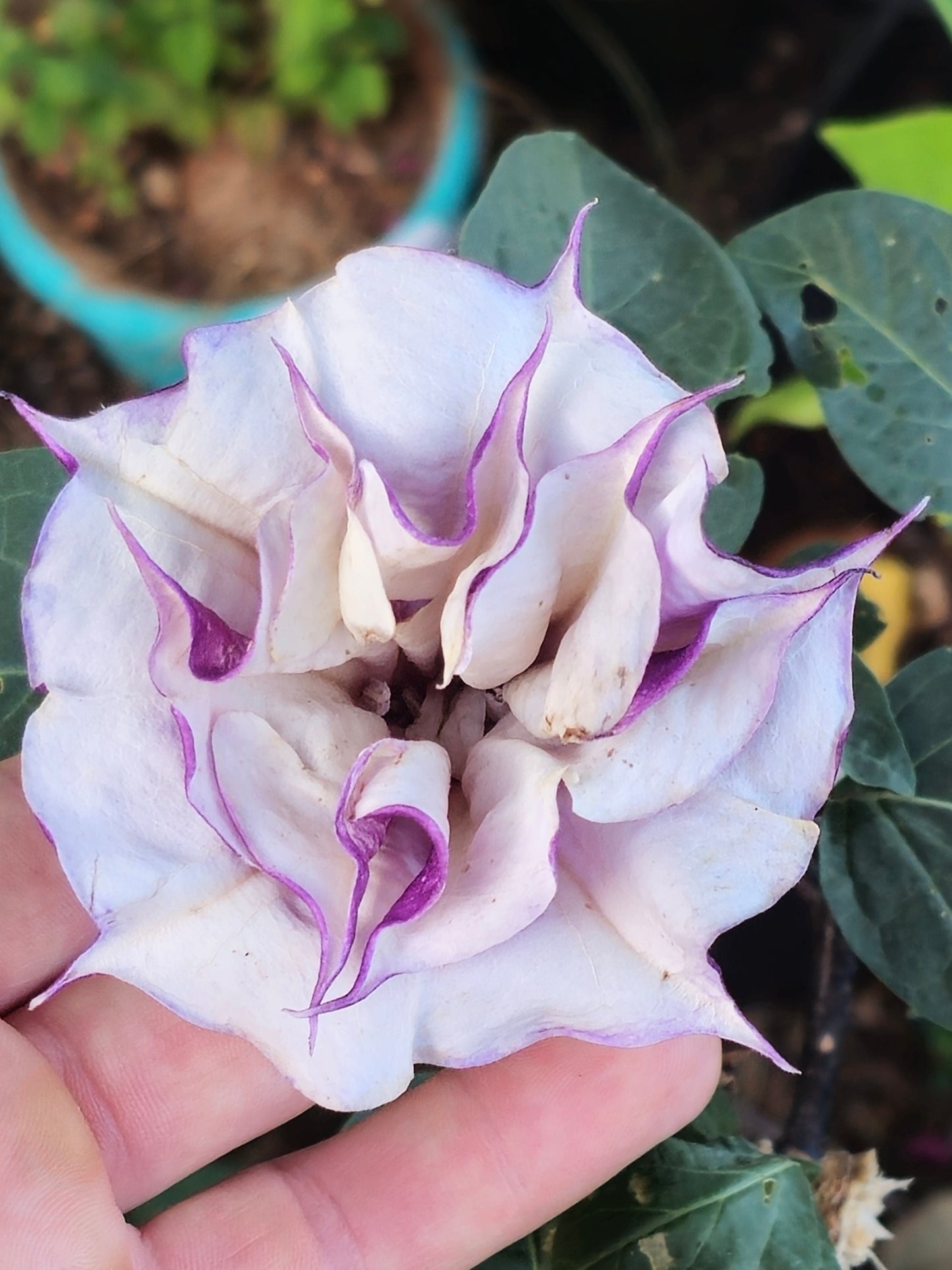 Purple Ballerina Datura