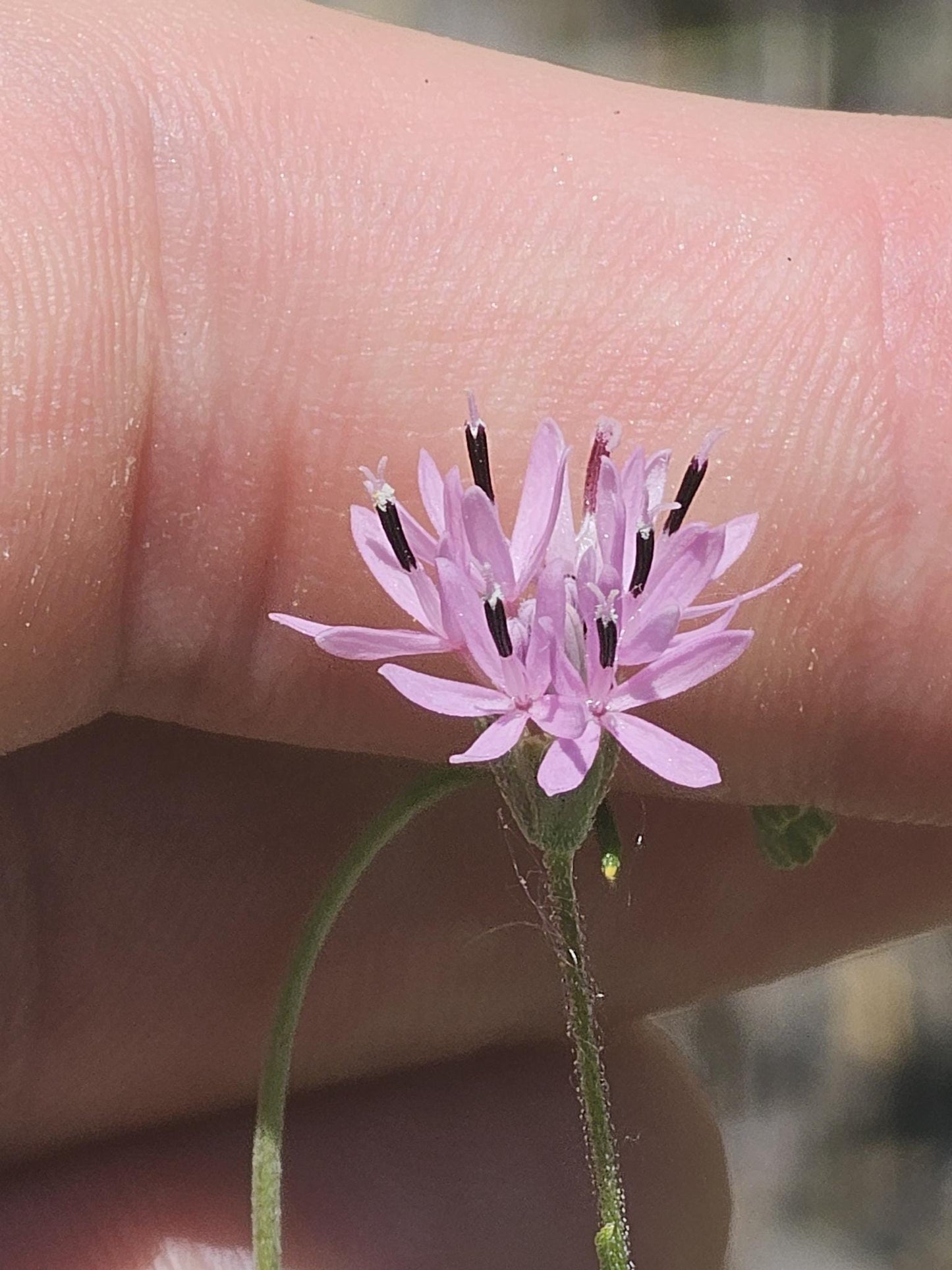 Small Palafox Native Seeds (Palafoxia callosa)