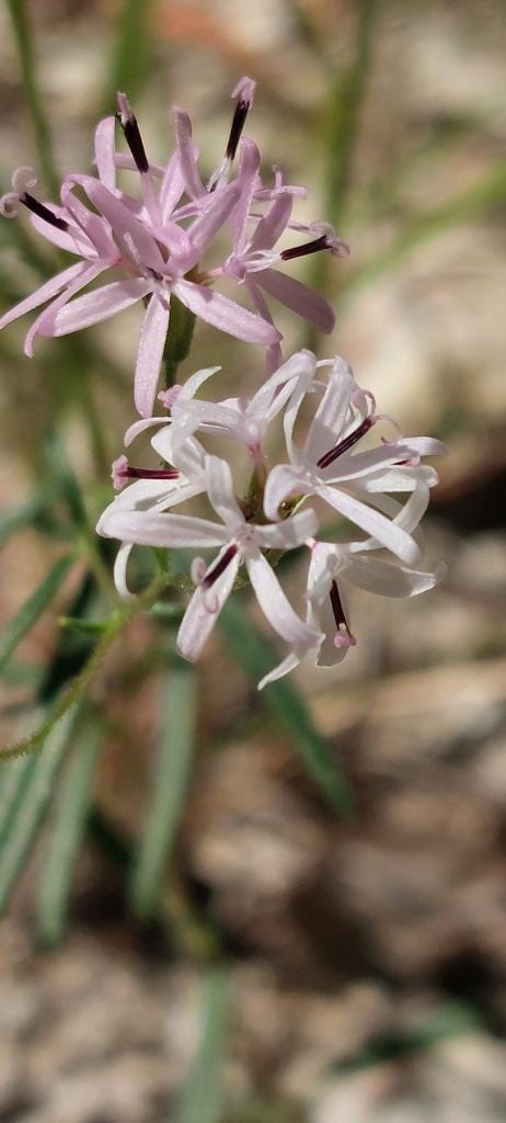 Small Palafox Native Seeds (Palafoxia callosa)