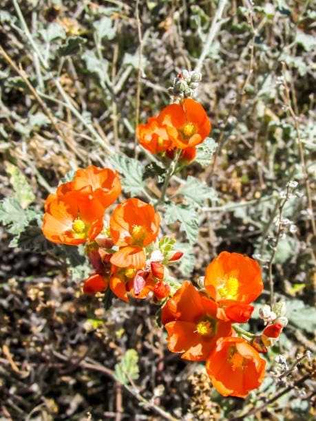 Apricot Desert Globemallow Native Seeds (Sphaeralcea ambigua)