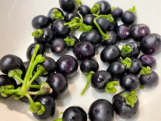 Garden Huckleberry (Solanum melanocerasum)