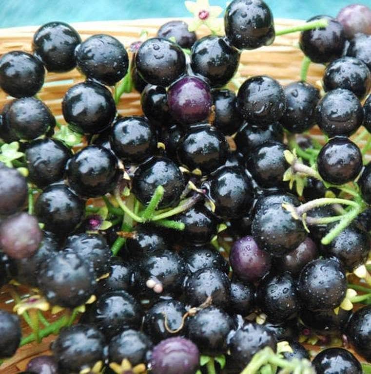 Wonderberry (Solanum burbankii)