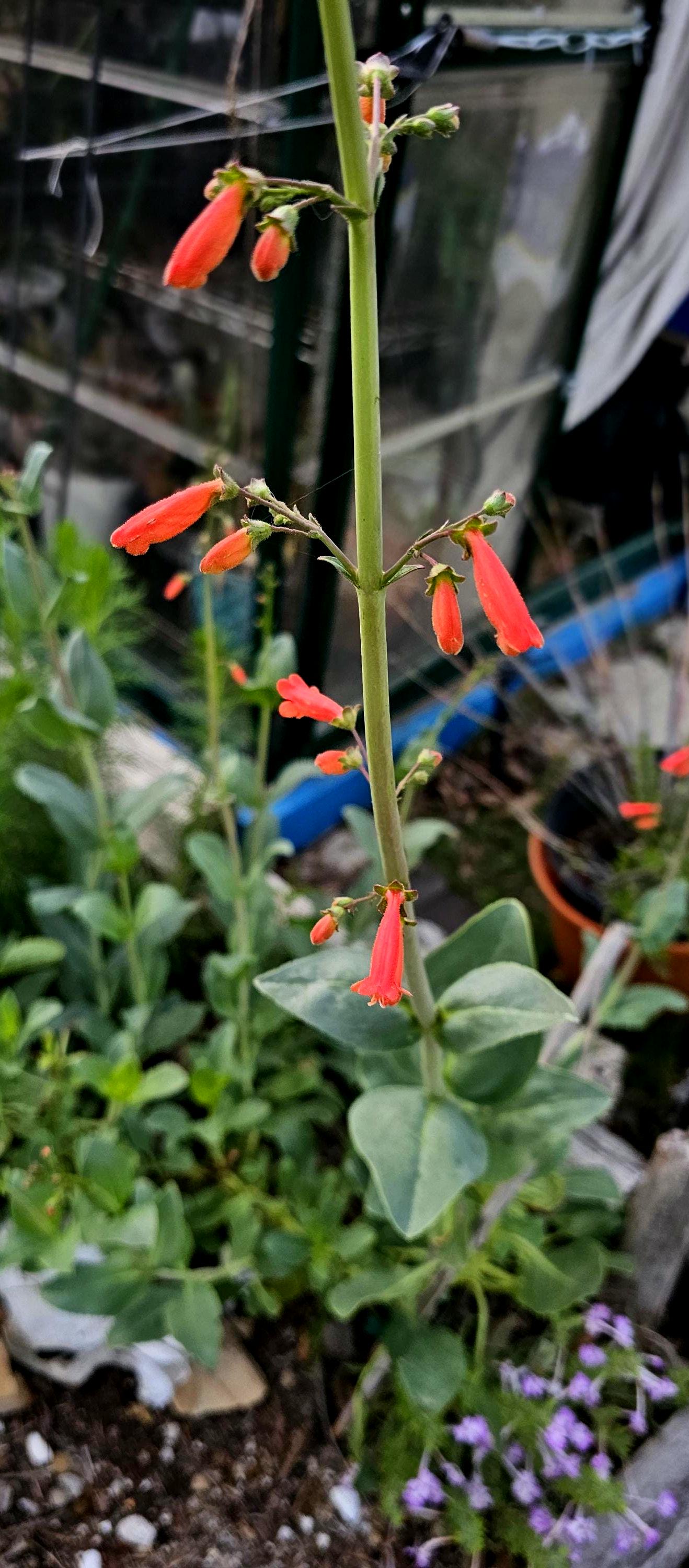 Big Bend Penstemon Rare Seeds(Penstemon havardii)