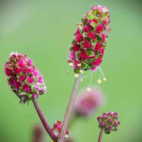 Sanguisorba Burnet Herb Seeds (Sanguisorba minor)