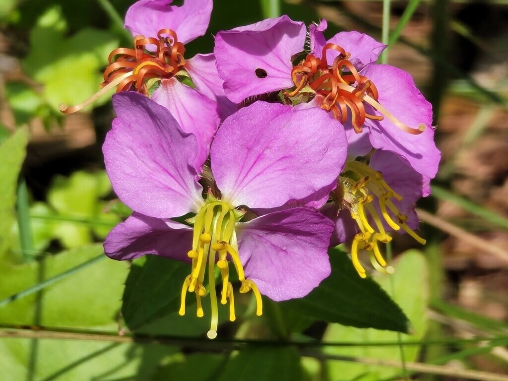 Meadow Beauty Native Seeds (Rhexia virginica)