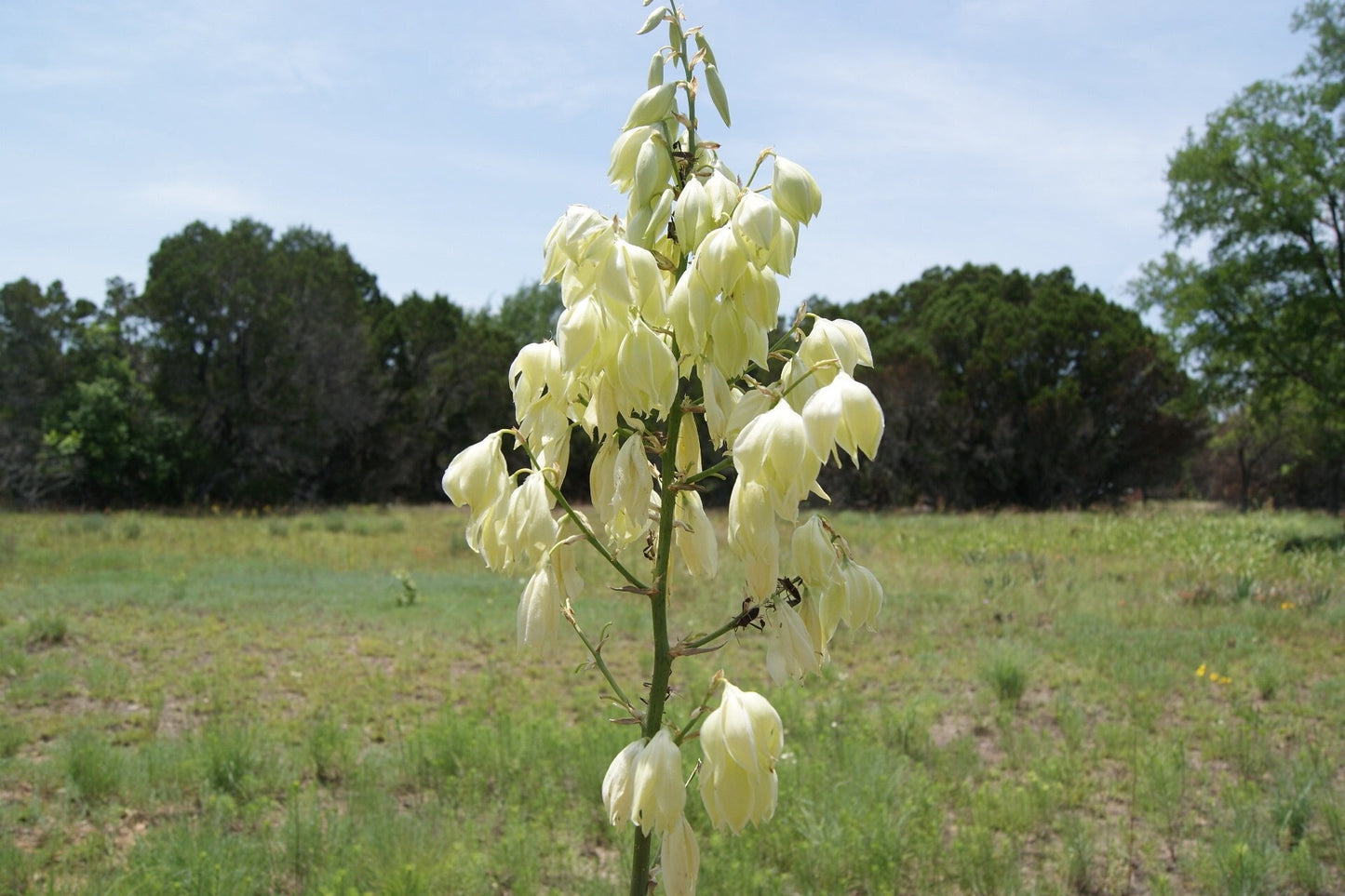 Pale Yucca Native Seeds (Yucca pallida)