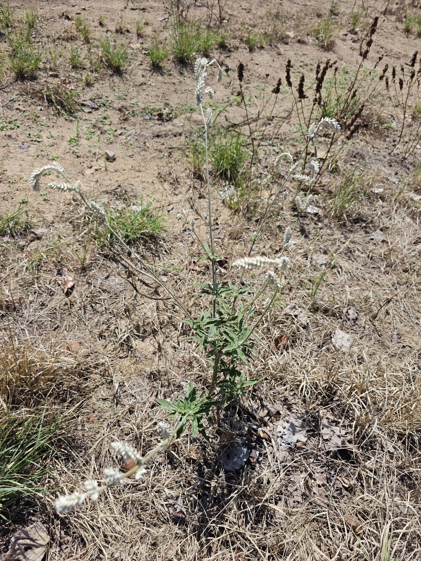 Plains Snake Cotton Native Seeds (Froelichia floridana)