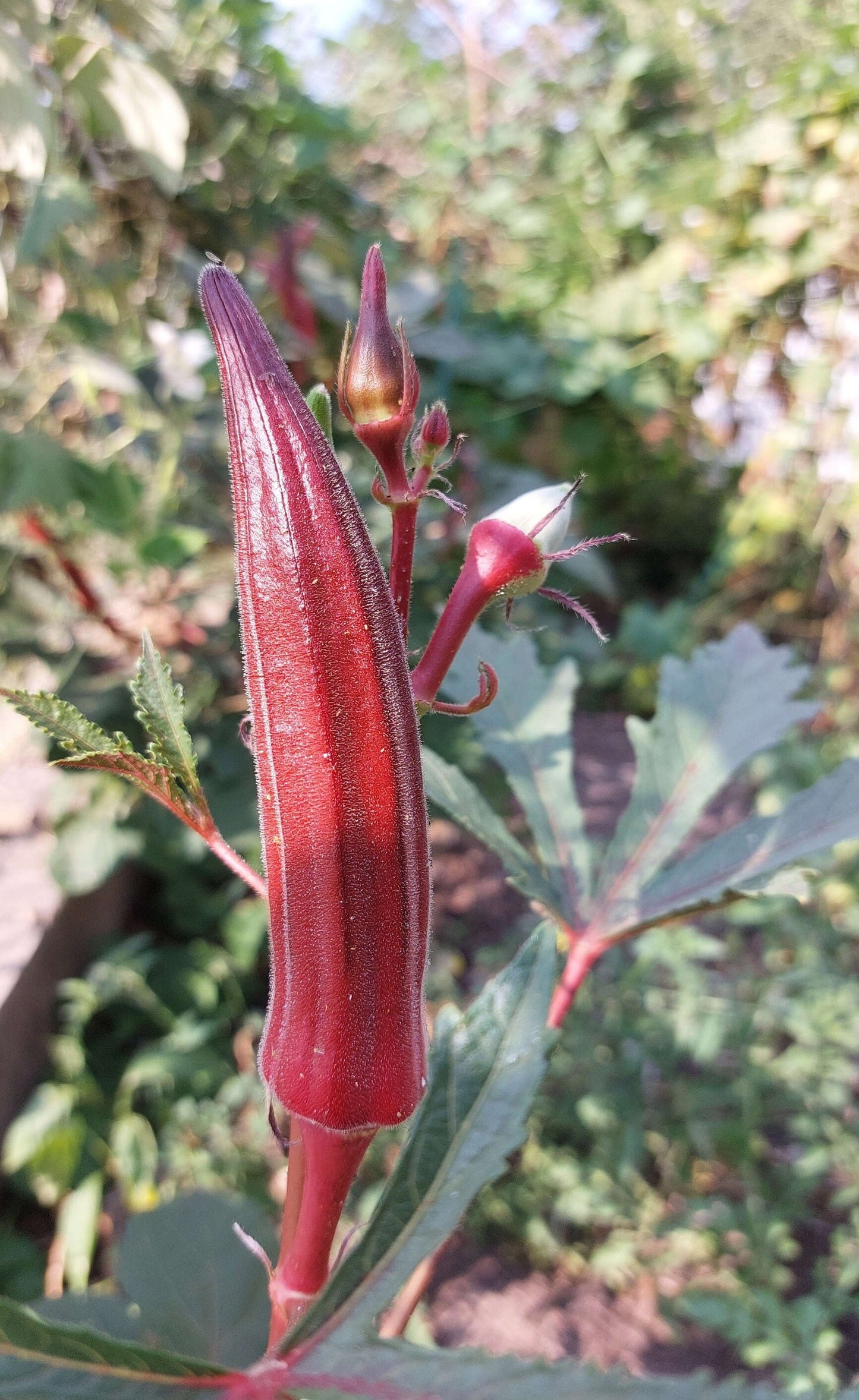 Jing Orange Okra