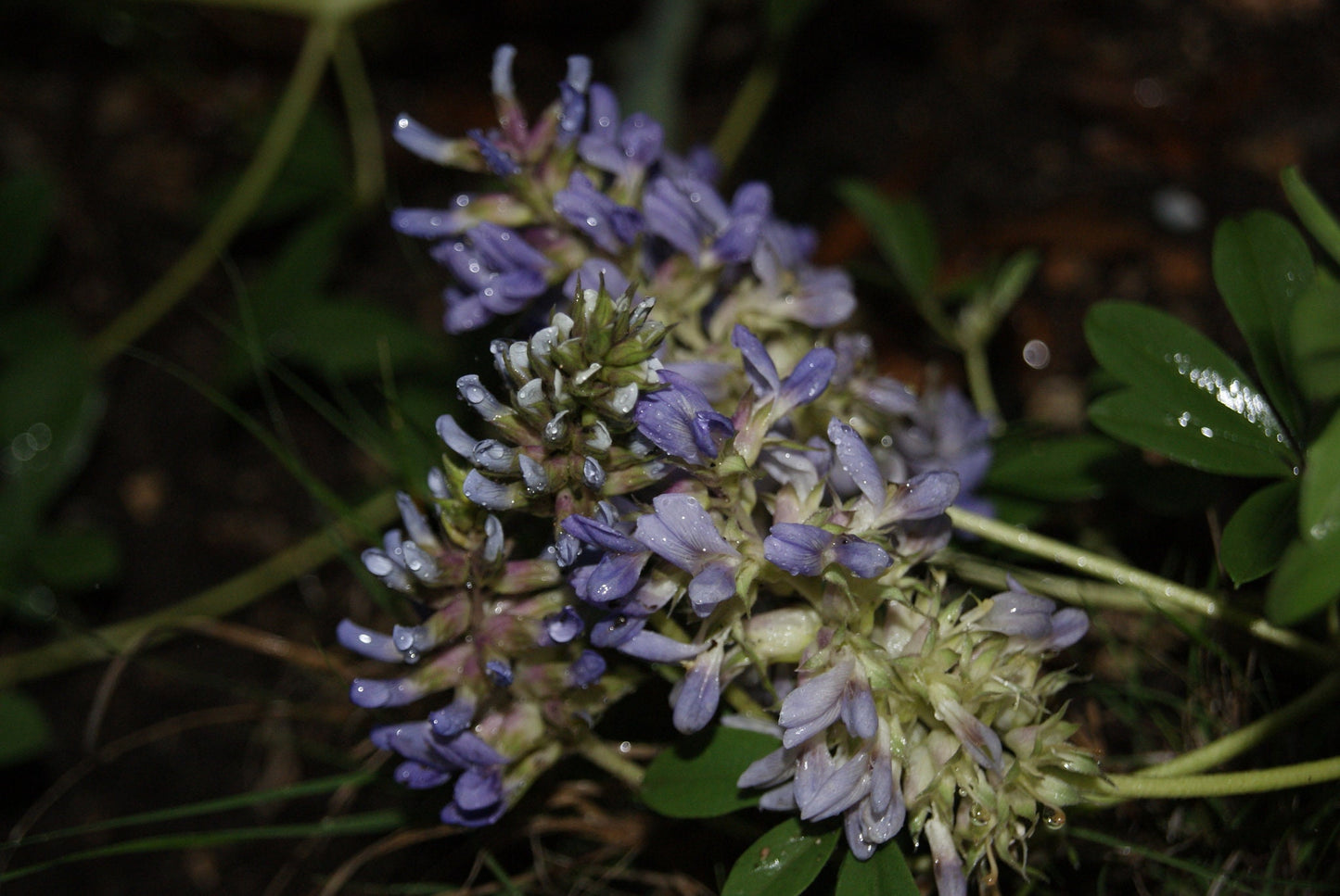 Largebract Indian Breadroot Rare Seeds (Pediomelum cuspidatum)
