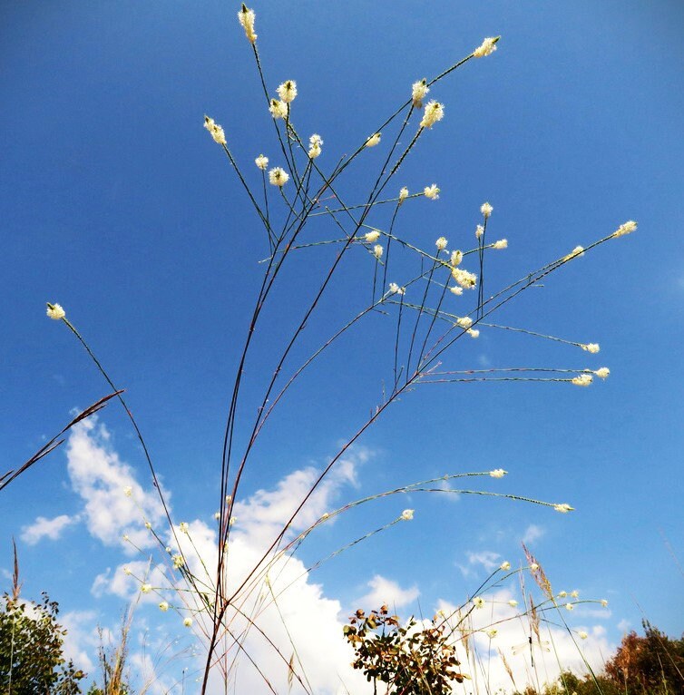 False Guara Native Seeds (Oenothera glaucifolia)