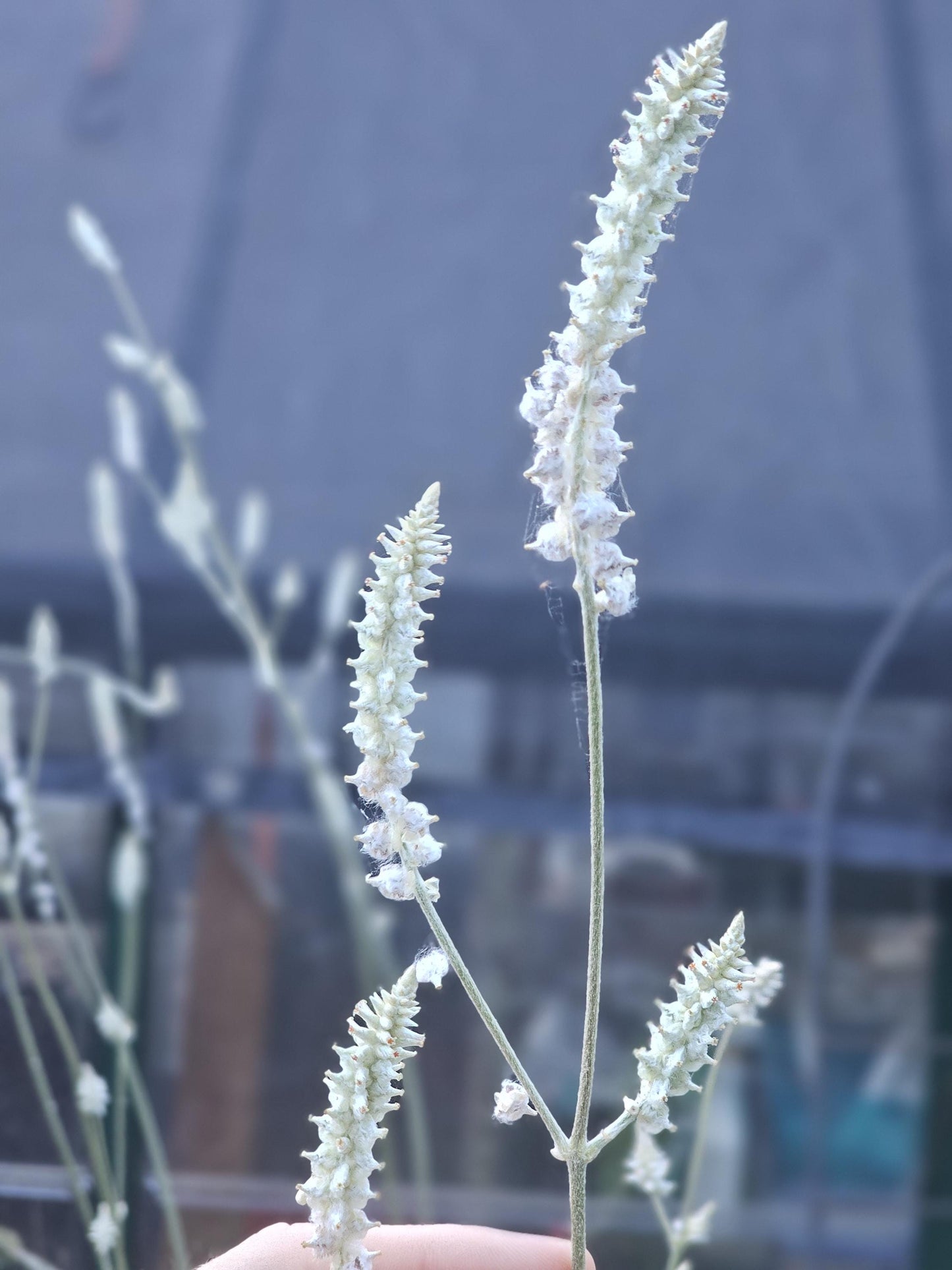 Plains Snake Cotton Native Seeds (Froelichia floridana)