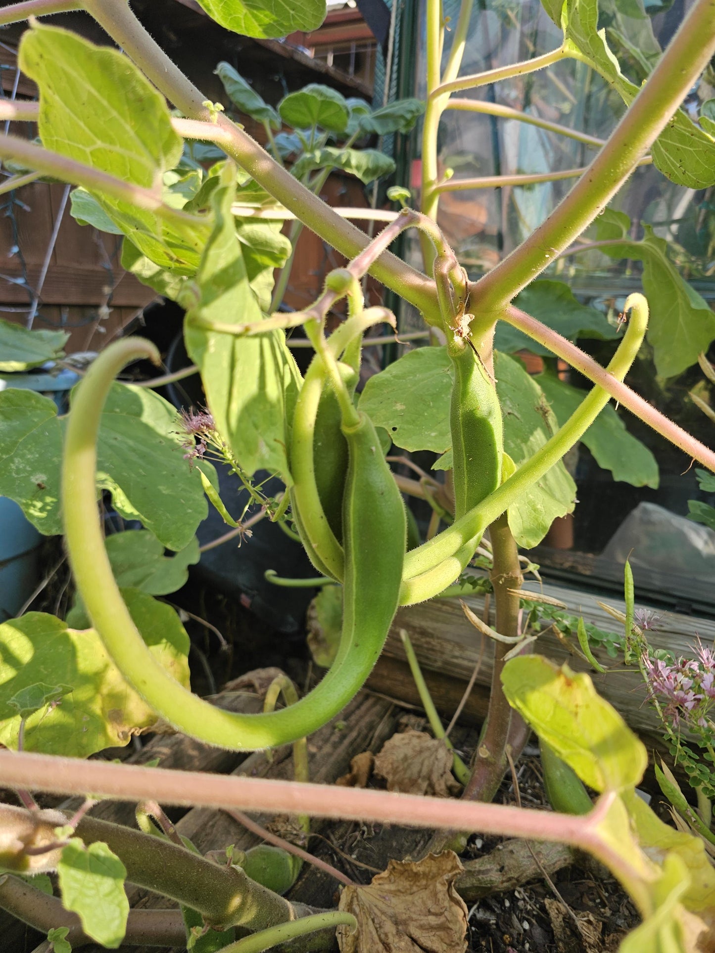 Tohono O'odham Devil's Claw Native Seeds (Proboscidea parviflora)