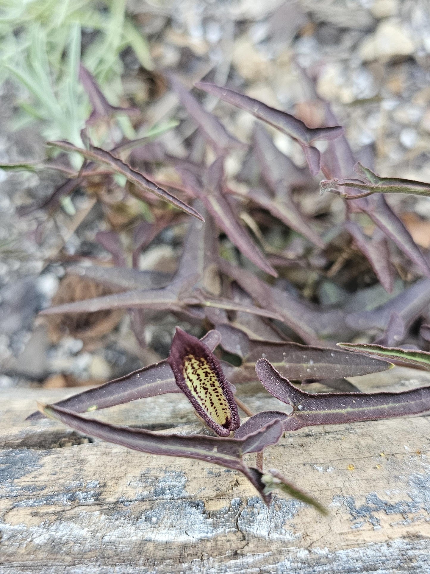 Desert Dutchman's Pipevine (Aristolochia watsonii)