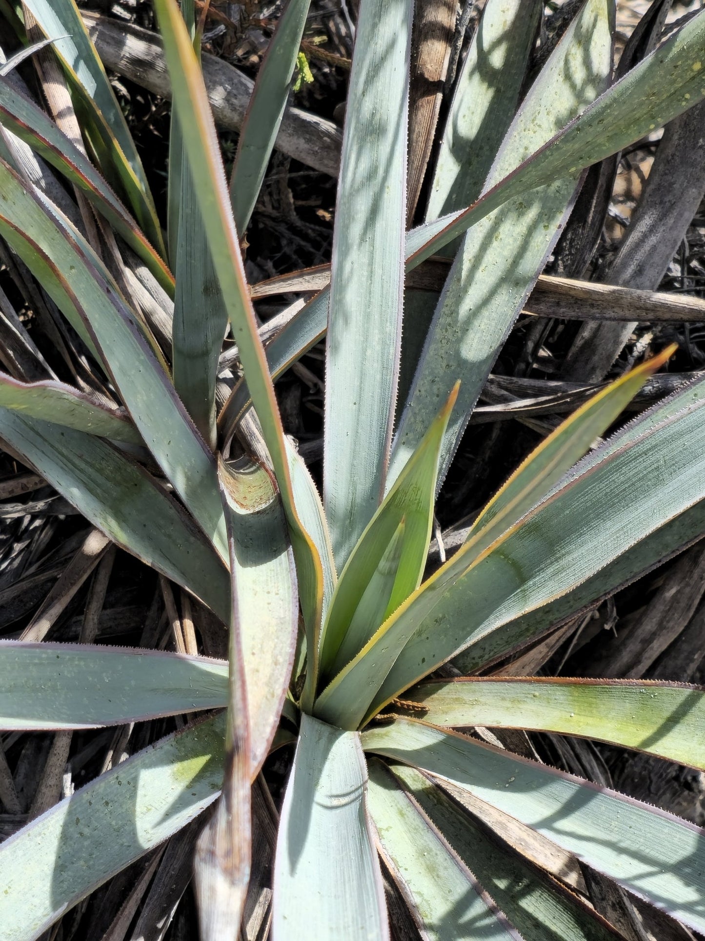 Pale Yucca Native Seeds (Yucca pallida)