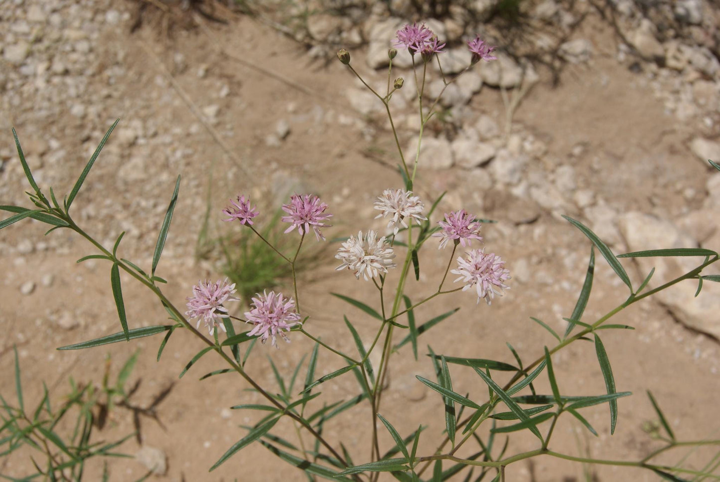 Small Palafox Native Seeds (Palafoxia callosa)