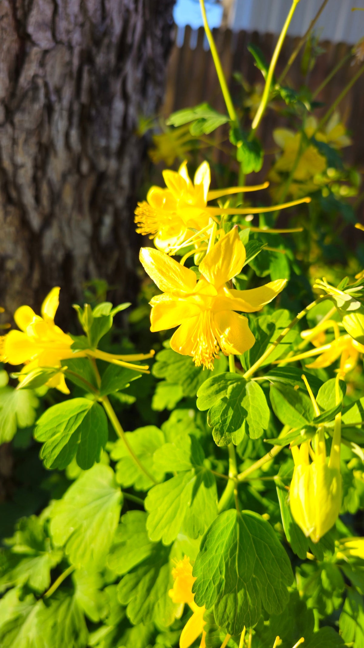 Texas Gold Columbine Native Seeds (Aquilegia chrysantha var. hinckleyana)