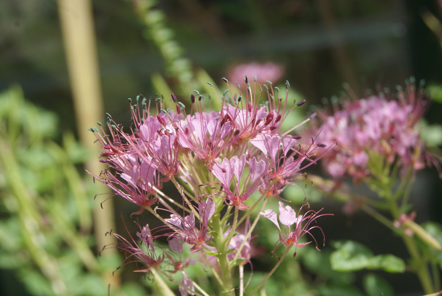Red-Whisker Clammyweed (Polanisia dodecandra)