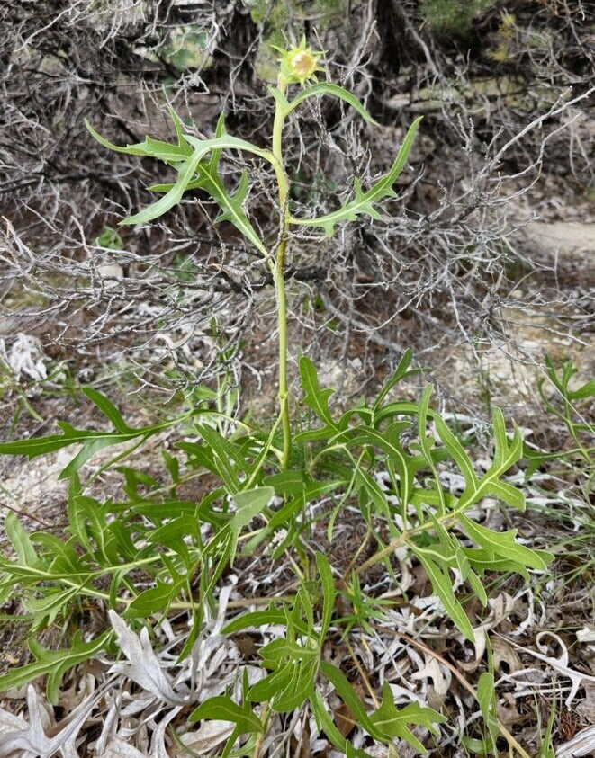 Texas White Rosinweed Native Seeds (Silphium albiflorum)