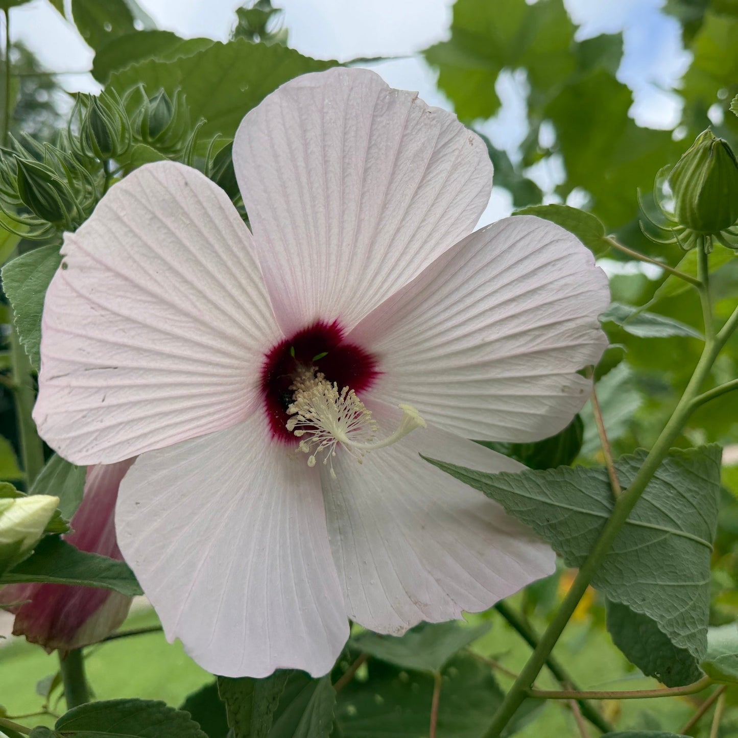 A close-up of a pale pink hibiscus lasiocarpos, hairy rose mallow flower with a deep burgundy center, surrounded by green leaves and buds in a garden setting.
