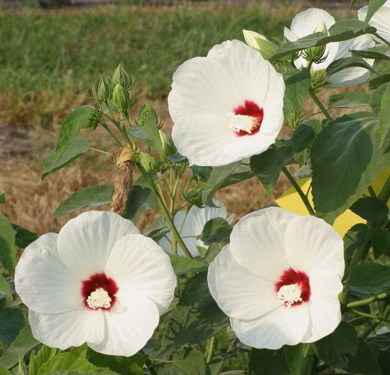 Three white hairy rosemallow hibiscus lasiocarpos flowers with deep red centers and yellow stamens growing on a plant with green leaves in an outdoor garden setting.
