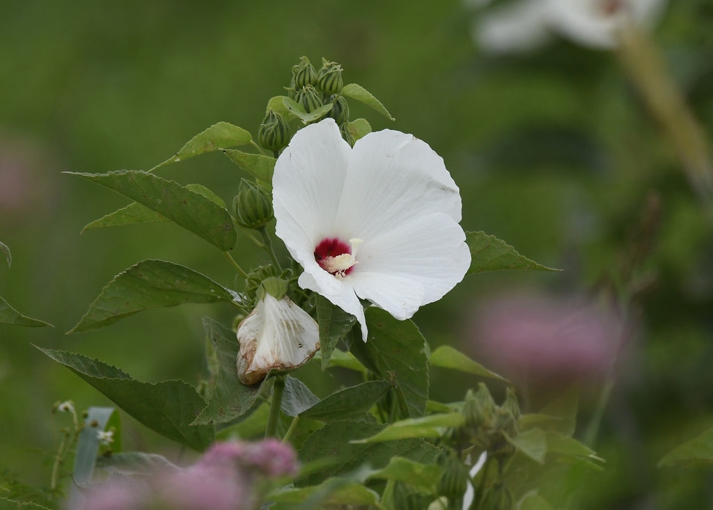 A white hairy rosemallow hibiscus flower with a dark red center and green leaves, photographed in a natural garden setting with a soft blurred background.