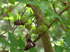 Mexican Buckeye Seeds (Ungnadia speciosa) Texas Native Tree