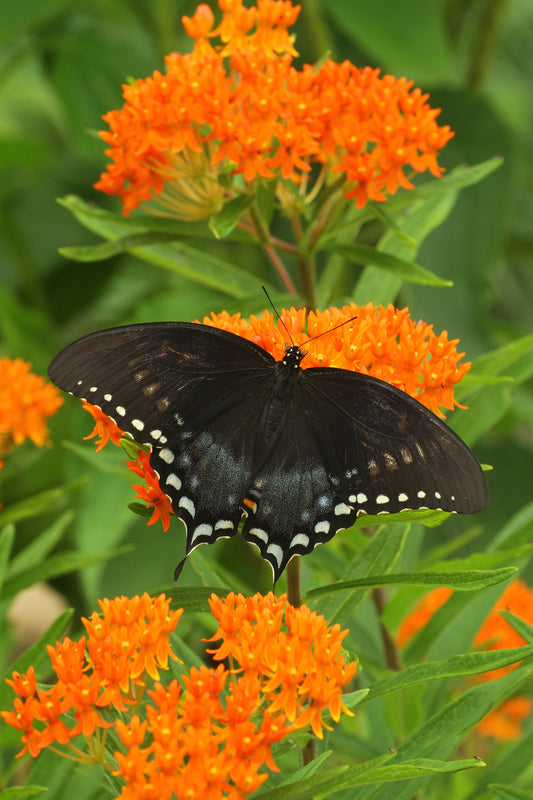 Orange Butterfly Milkweed Native Seeds (Asclepias tuberosa) Monarch Butterfly Host