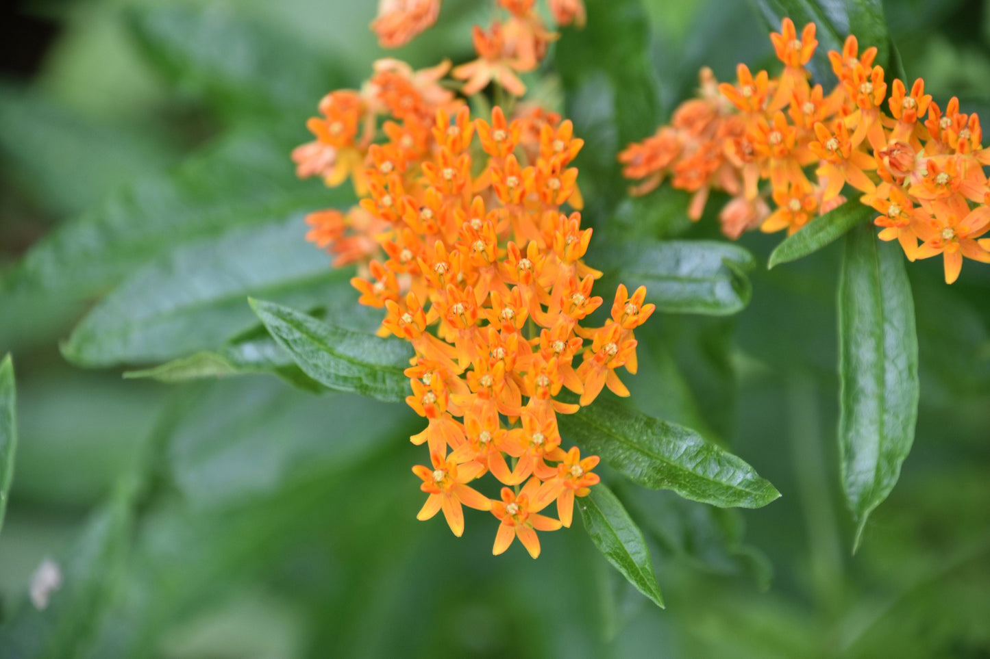 Orange Butterfly Milkweed Native Seeds (Asclepias tuberosa) Monarch Butterfly Host