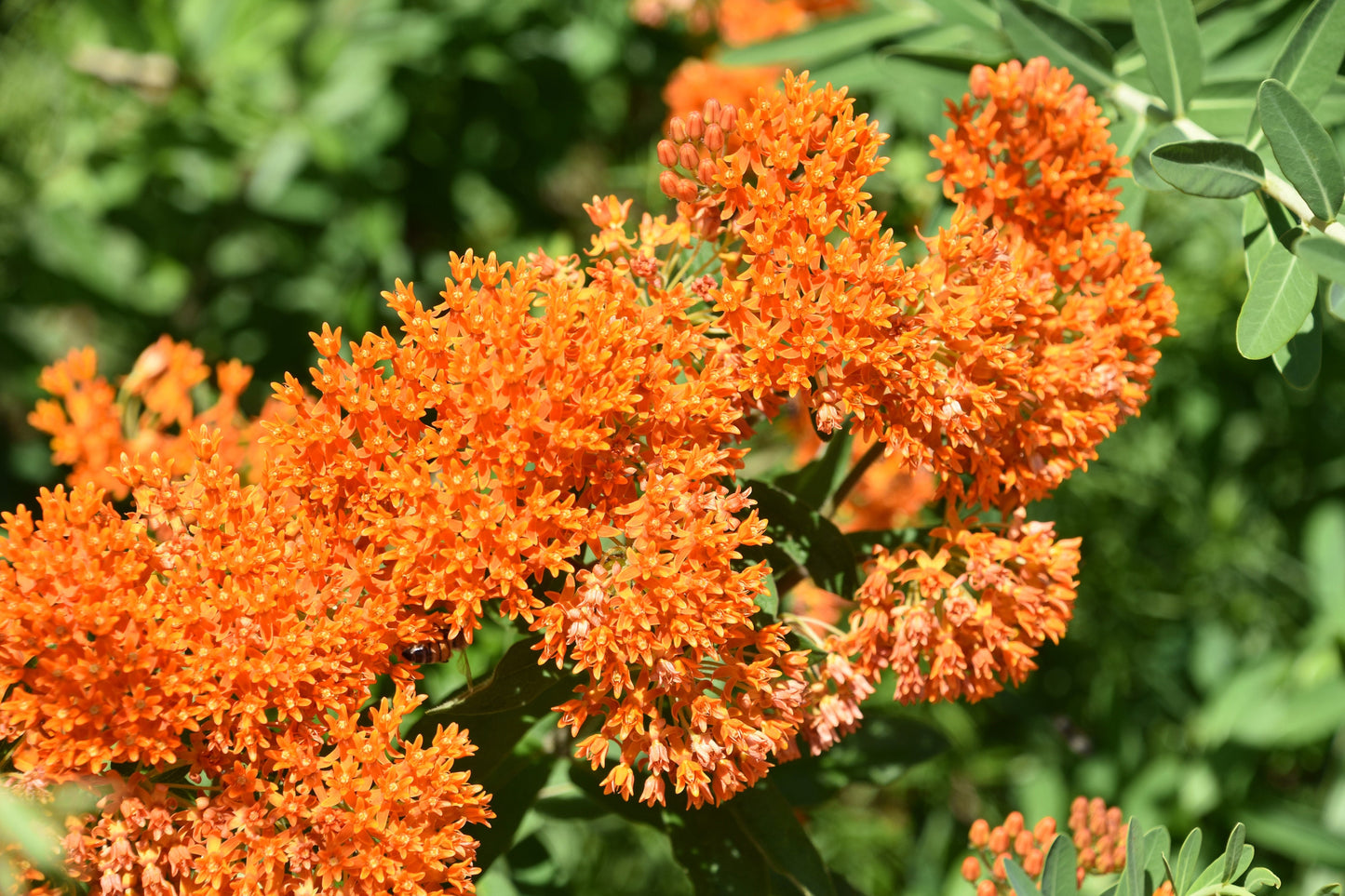 Orange Butterfly Milkweed Native Seeds (Asclepias tuberosa) Monarch Butterfly Host