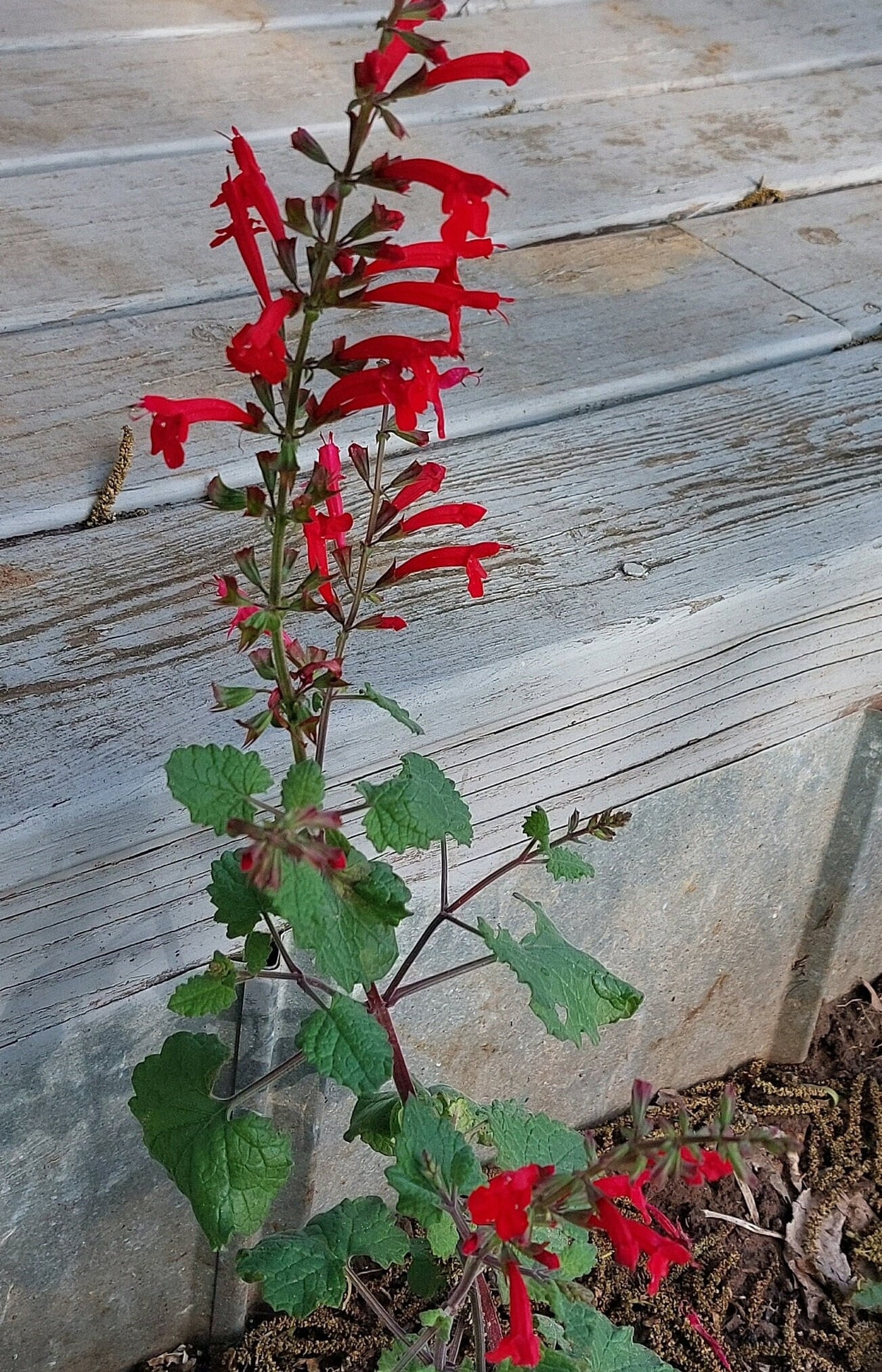 Cedar Sage Native Seeds (Salvia roemeriana)