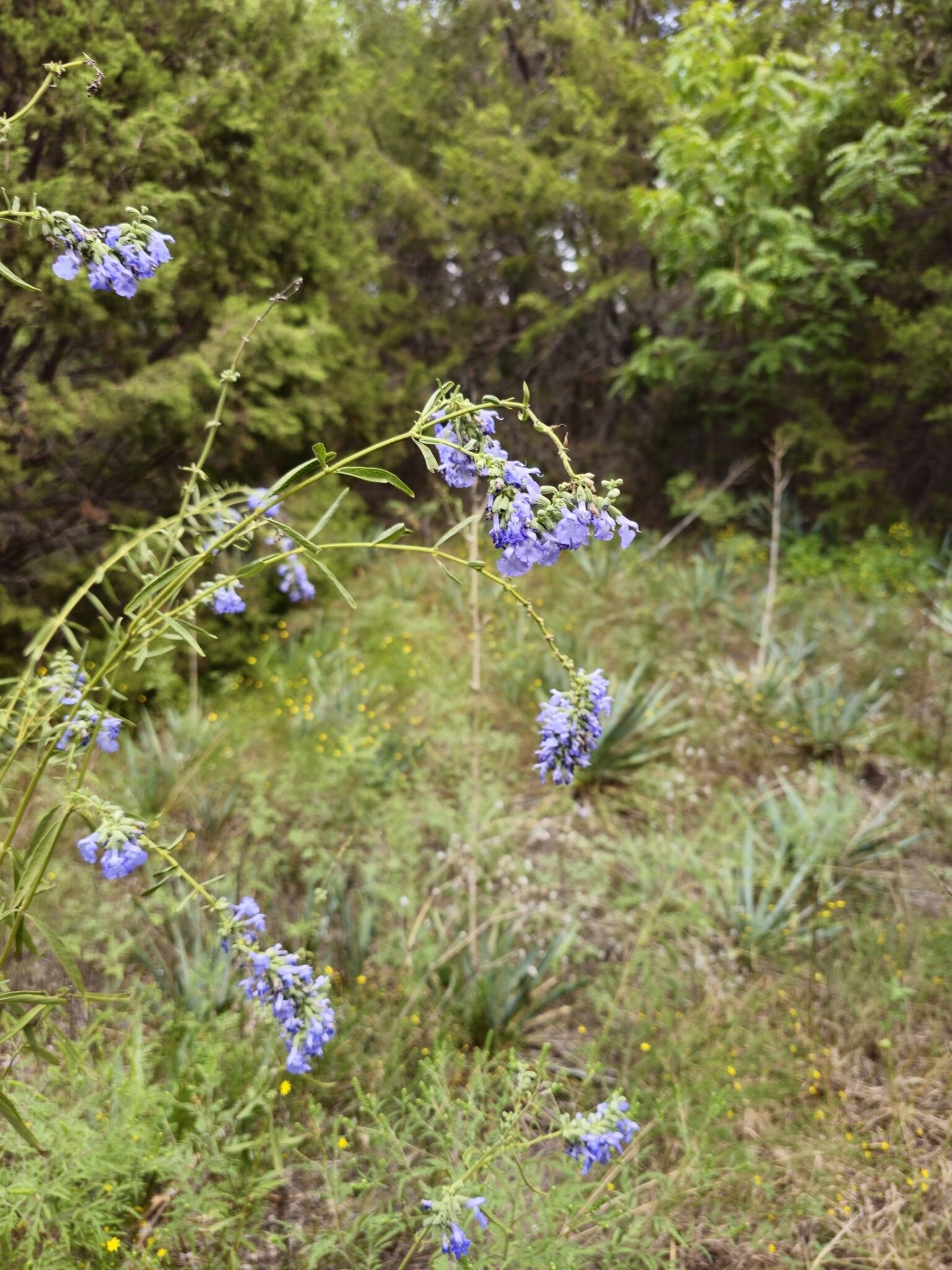 Giant Blue Sage Native Seeds (Salvia azurea) Pitcher Sage, Sky Blue Native Wildflower, Beautiful & Easy to Grow