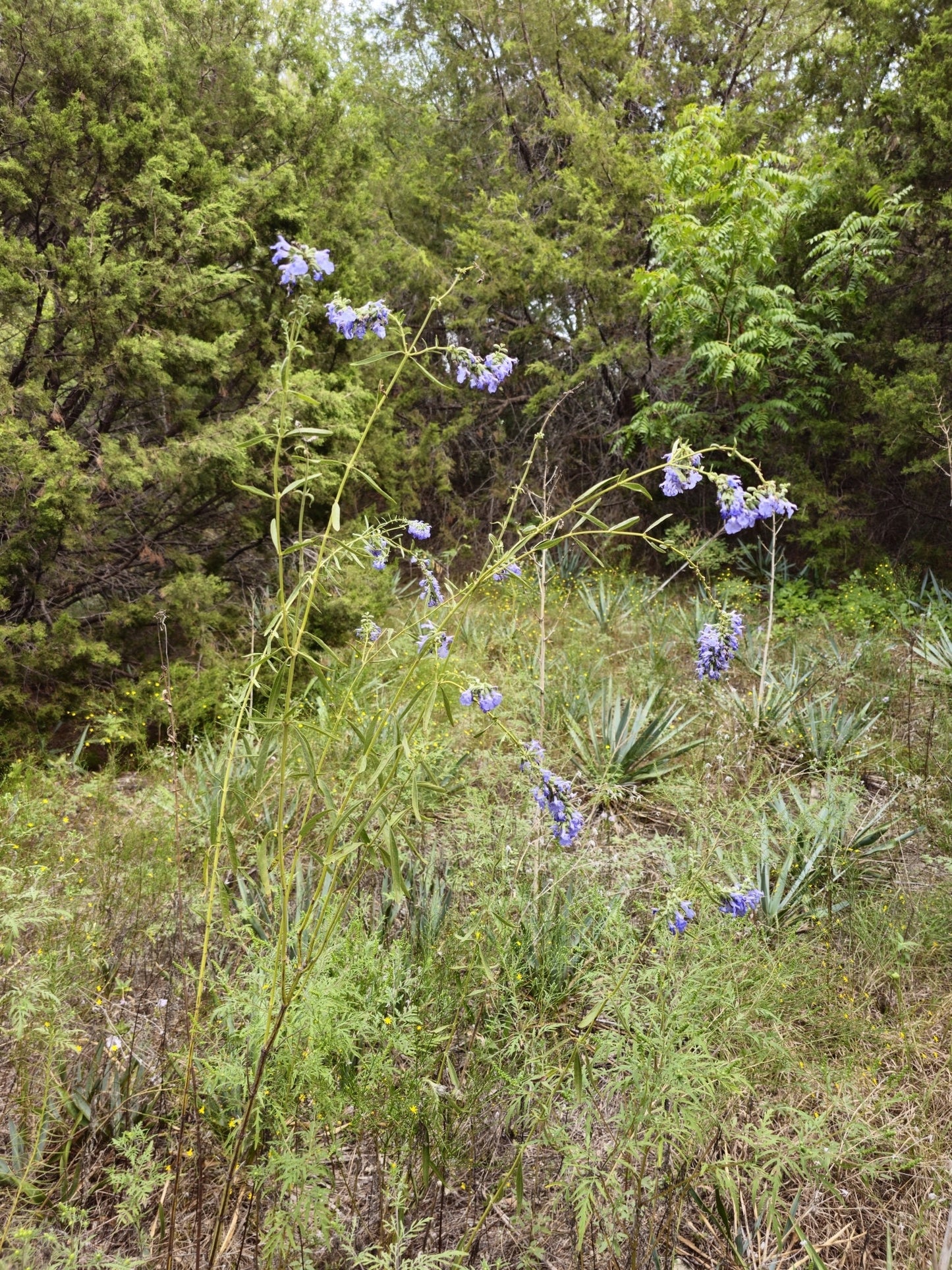Giant Blue Sage Native Seeds (Salvia azurea) Pitcher Sage, Sky Blue Native Wildflower, Beautiful & Easy to Grow
