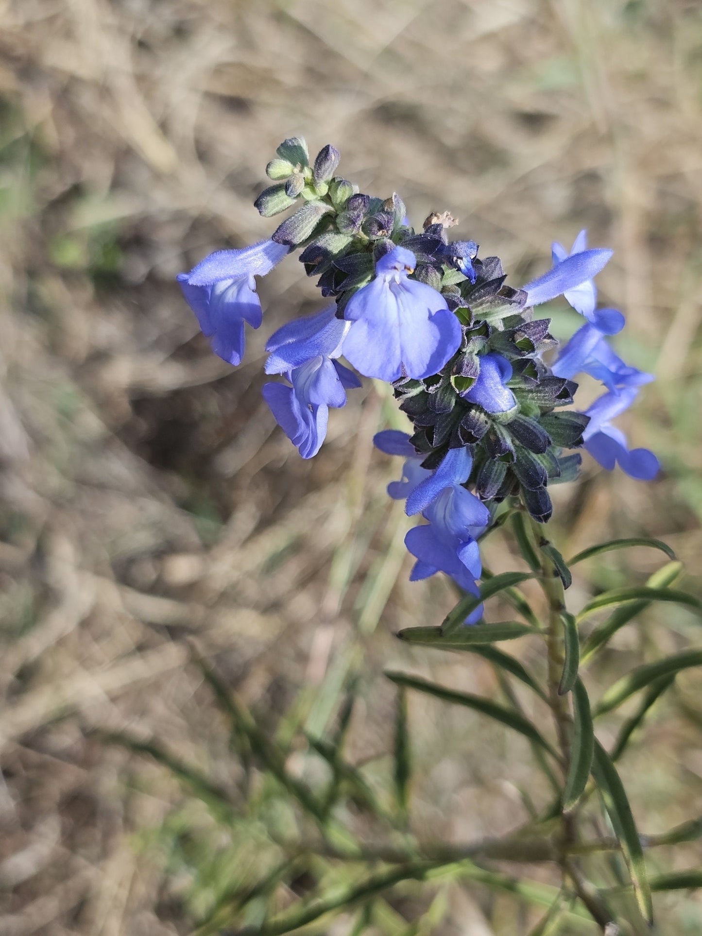 Giant Blue Sage Native Seeds (Salvia azurea) Pitcher Sage, Sky Blue Native Wildflower, Beautiful & Easy to Grow