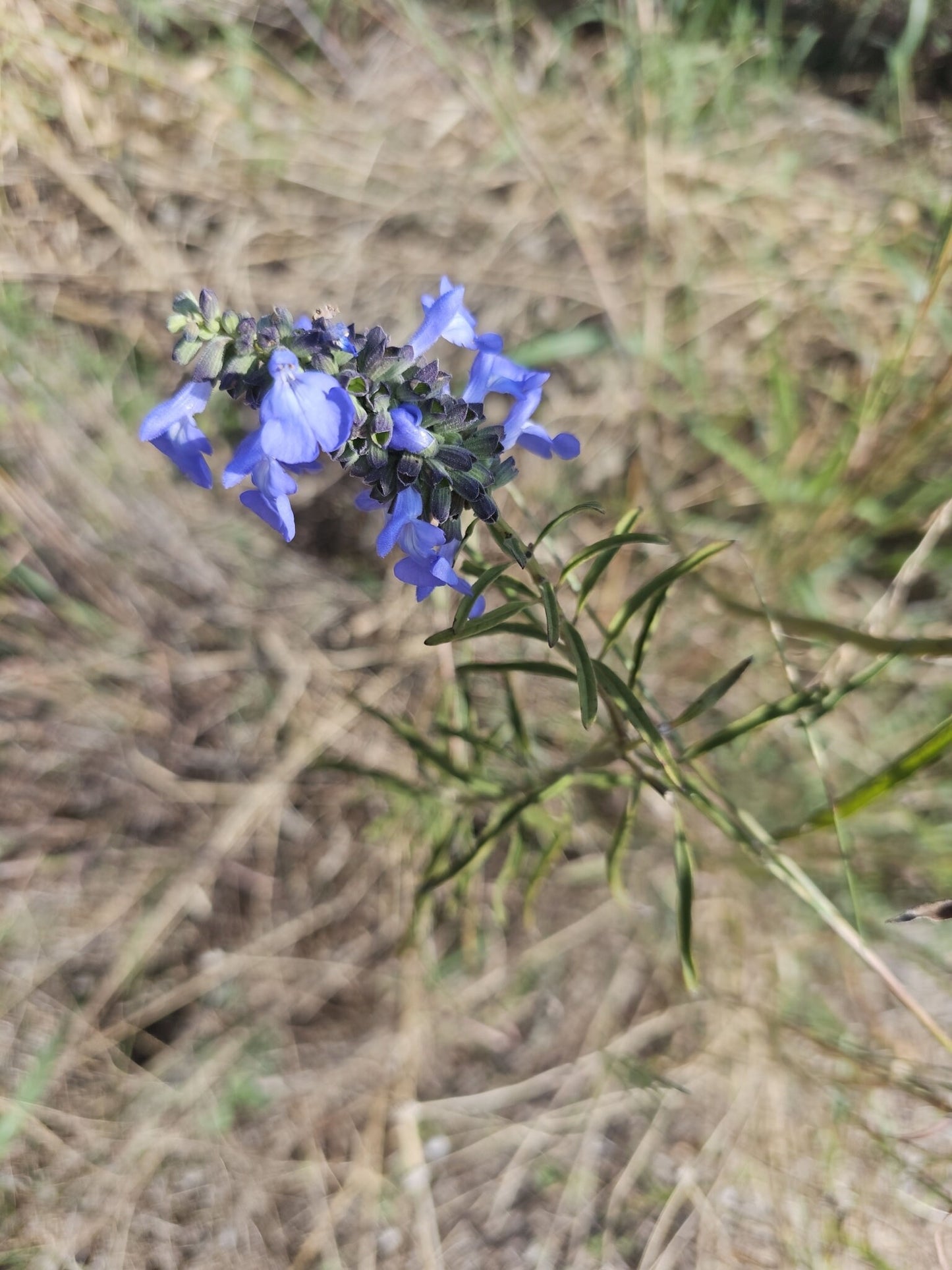 Giant Blue Sage Native Seeds (Salvia azurea) Pitcher Sage, Sky Blue Native Wildflower, Beautiful & Easy to Grow
