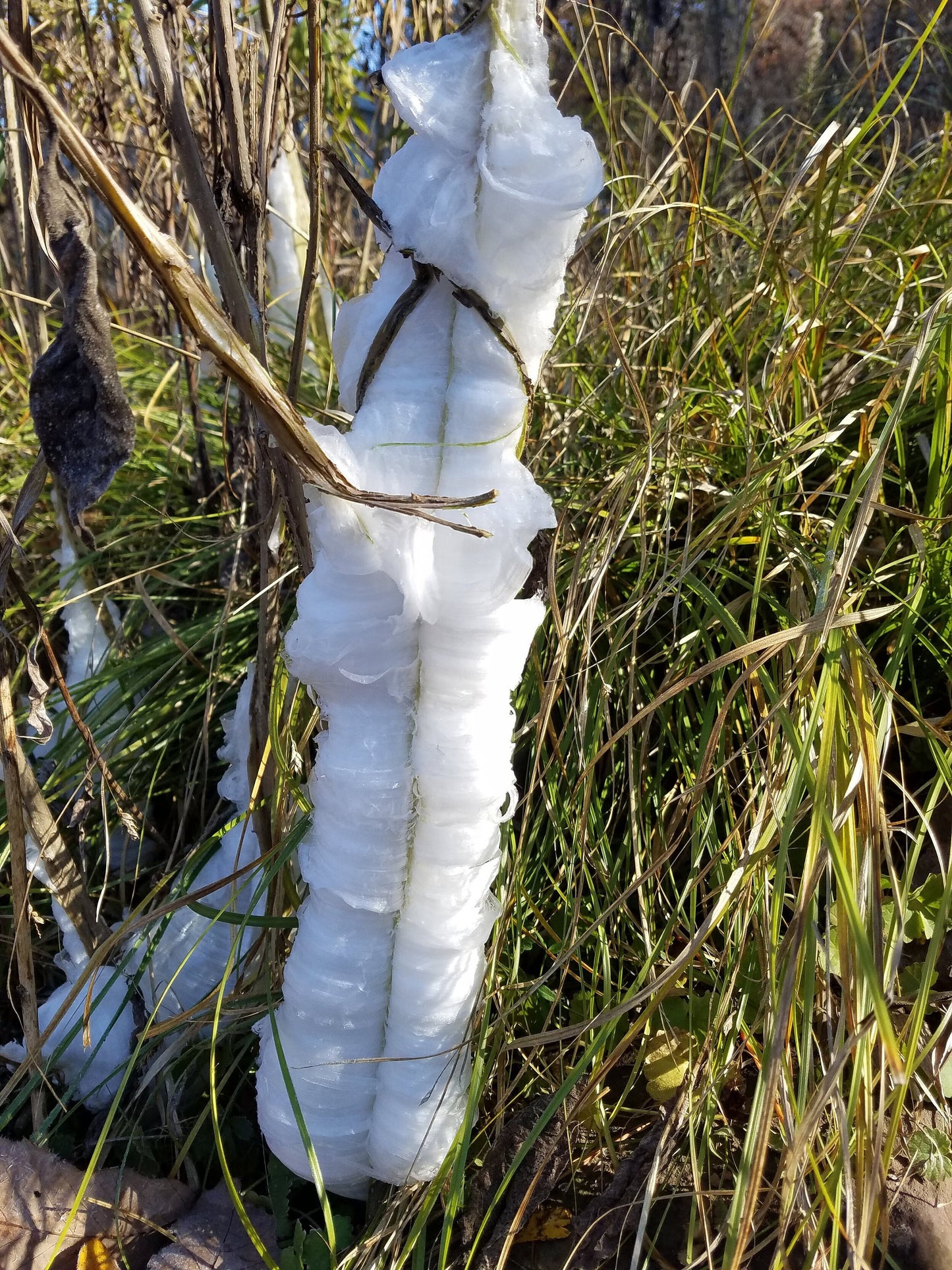 Frostweed with ice ribbons on stems. 