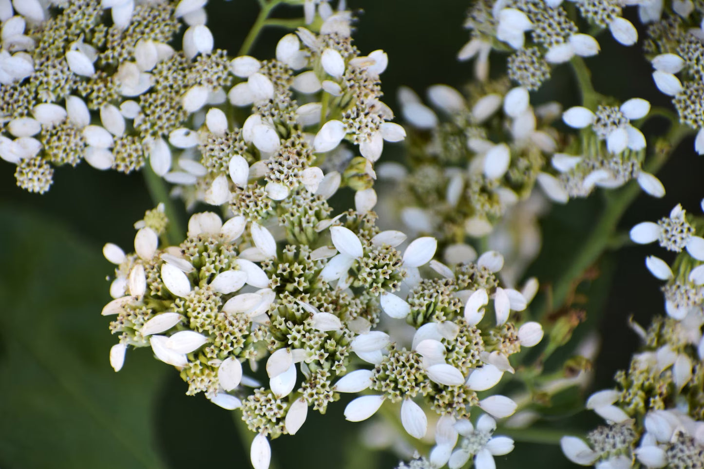 Frostweed flowers close up