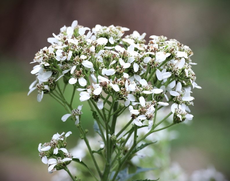 Frostweed flowers. Verbesina virginica