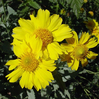 Golden Crownbeard Native Seeds (Verbesina encelioides) Cowpen Daisy - Butterfly Host Plant, Dry Soils