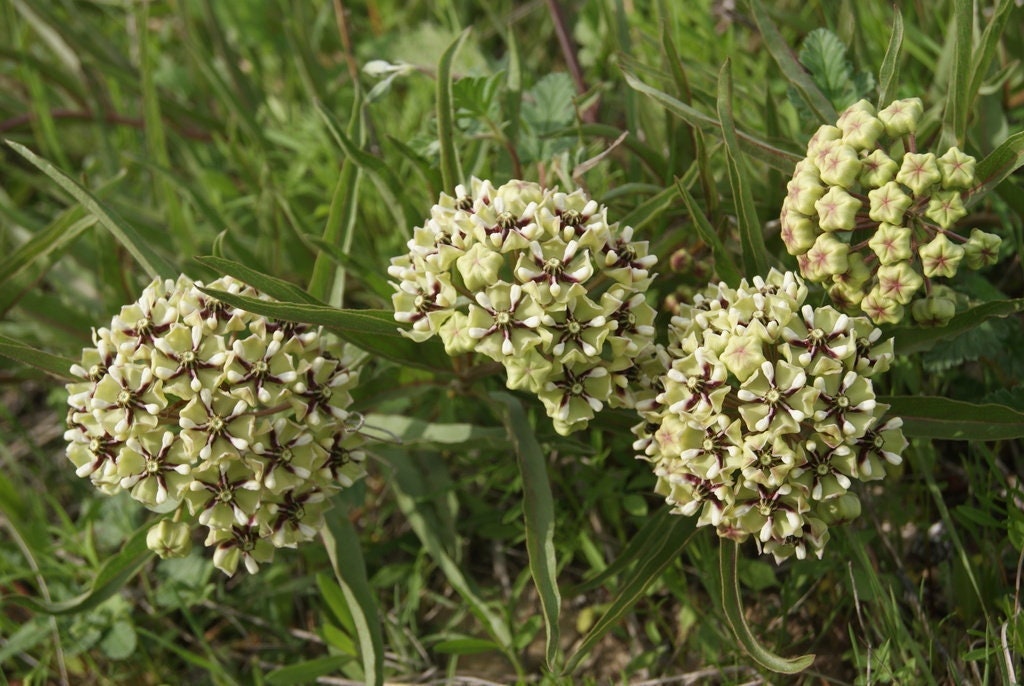 Antelope Horns Milkweed Native Seeds (Asclepias asperula) Spider Milkweed. Green-flowered Milkweed, Monarch Butterfly Host Plant